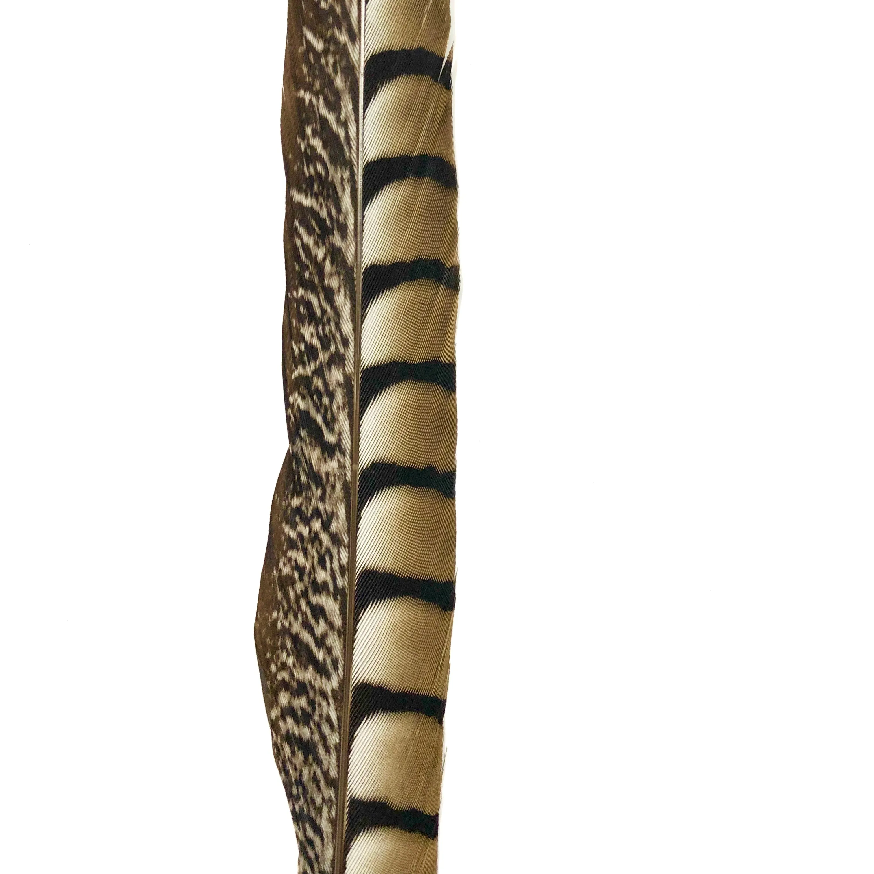 10" to 20" Lady Amherst Pheasant Side Tail Feather - Natural ((SECONDS))