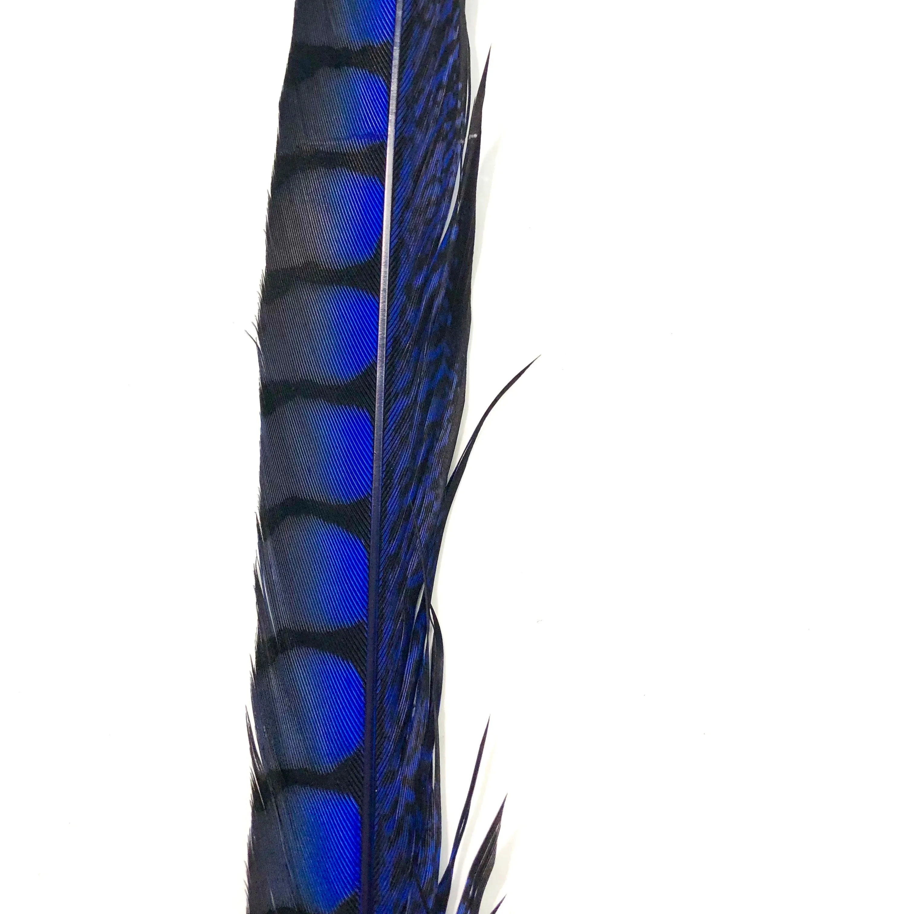 10" to 20" Lady Amherst Pheasant Side Tail Feather - Royal