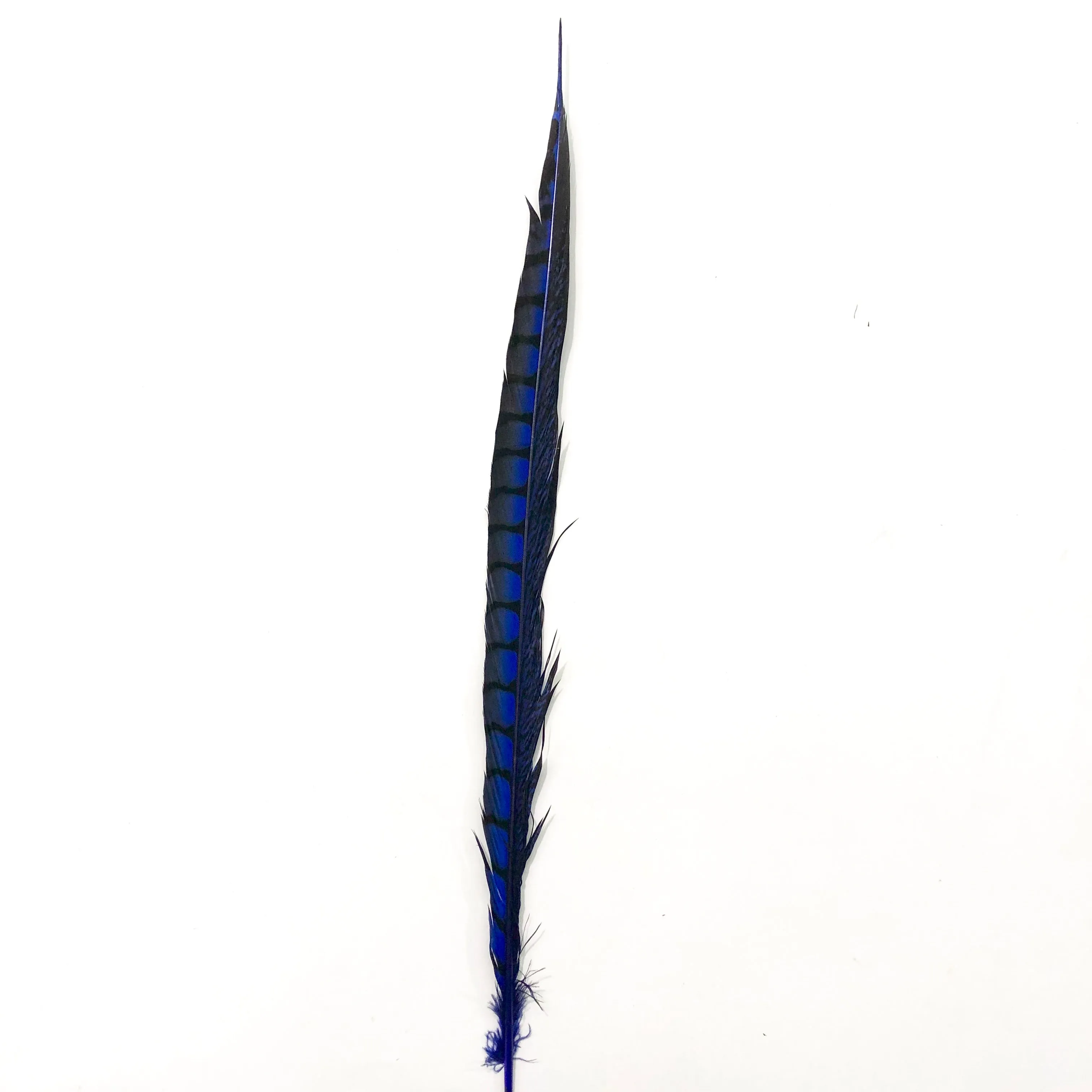 10" to 20" Lady Amherst Pheasant Side Tail Feather - Royal