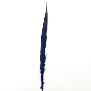 10" to 20" Lady Amherst Pheasant Side Tail Feather - Royal