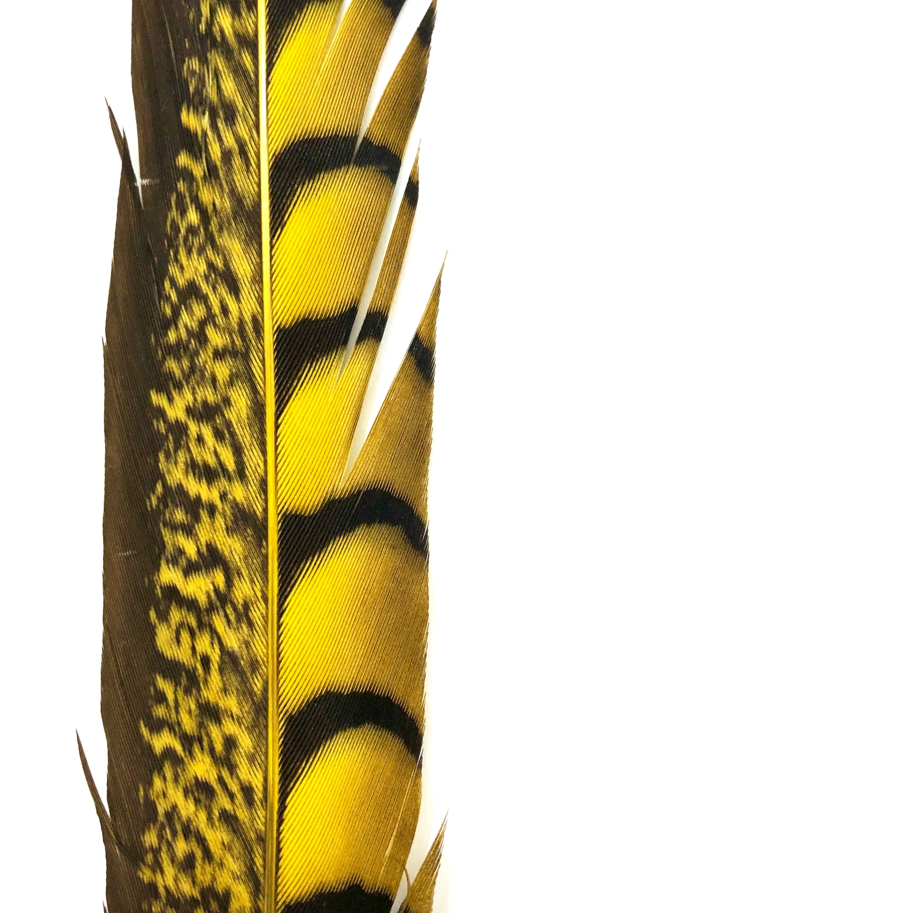 10" to 20" Lady Amherst Pheasant Side Tail Feather - Yellow
