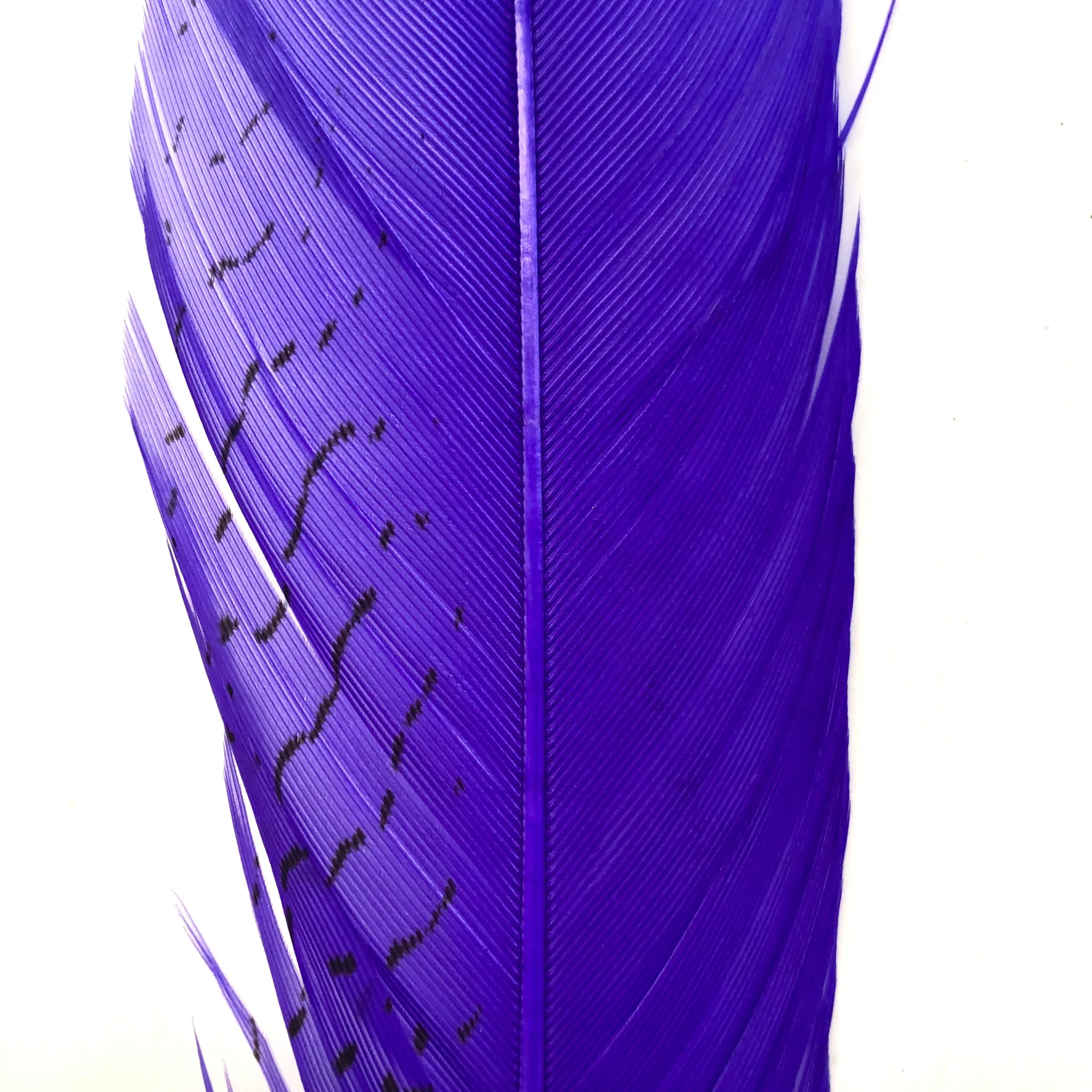 10" to 20" Silver Pheasant Tail Feather - Purple