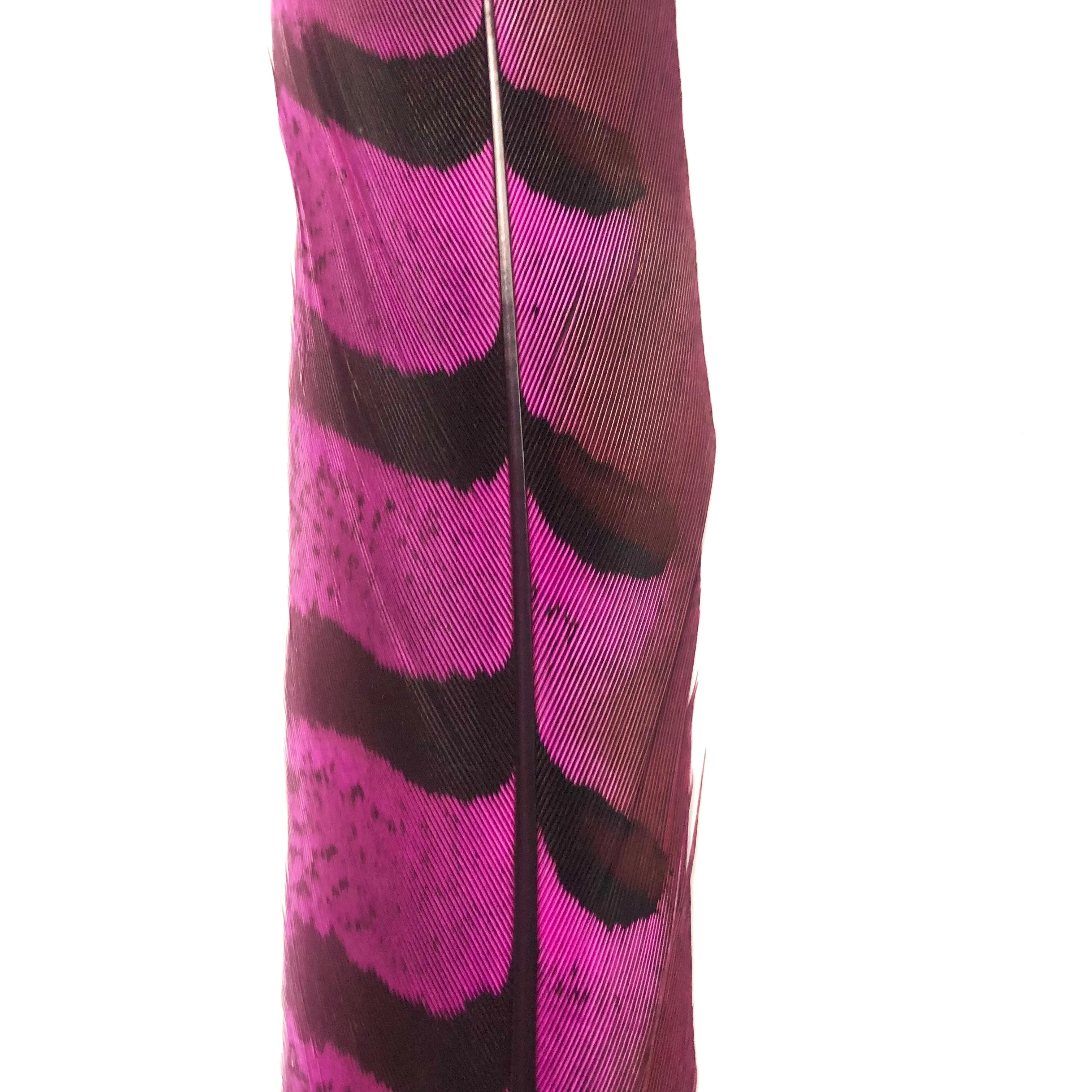12" to 14" Reeves Pheasant Tail Feather - Cerise ((SECONDS))