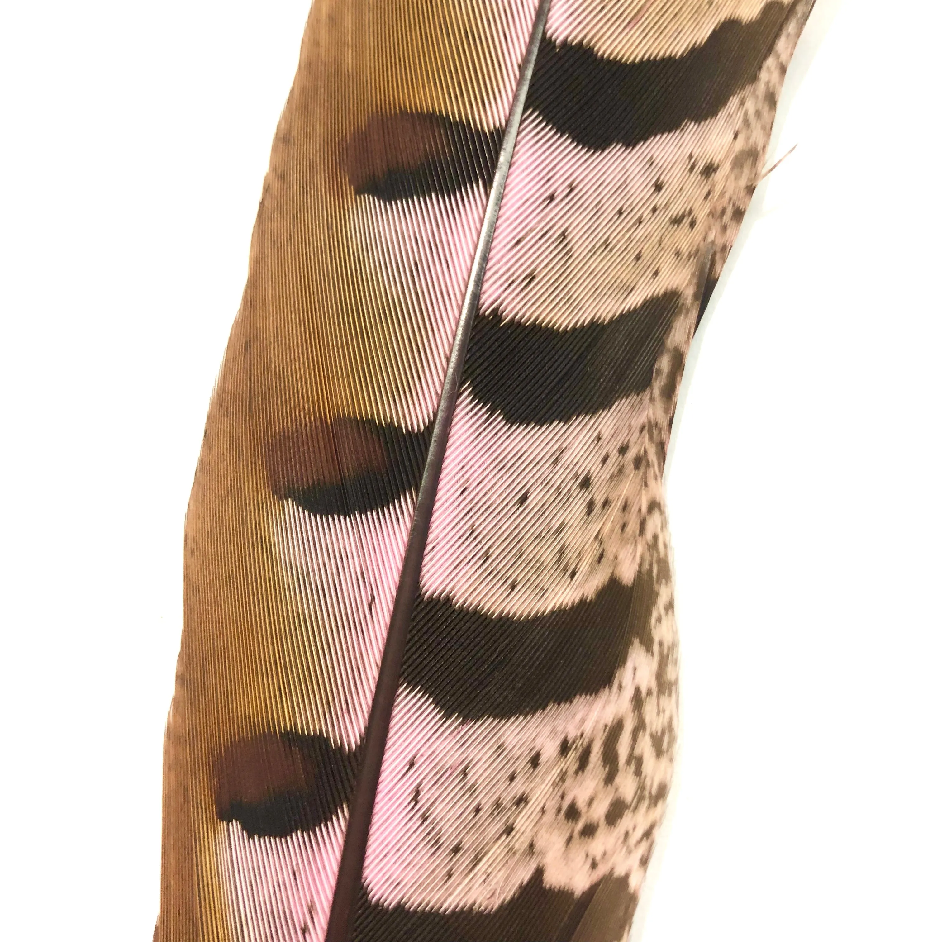 12" to 14" Reeves Pheasant Tail Feather - Pink ((SECONDS))