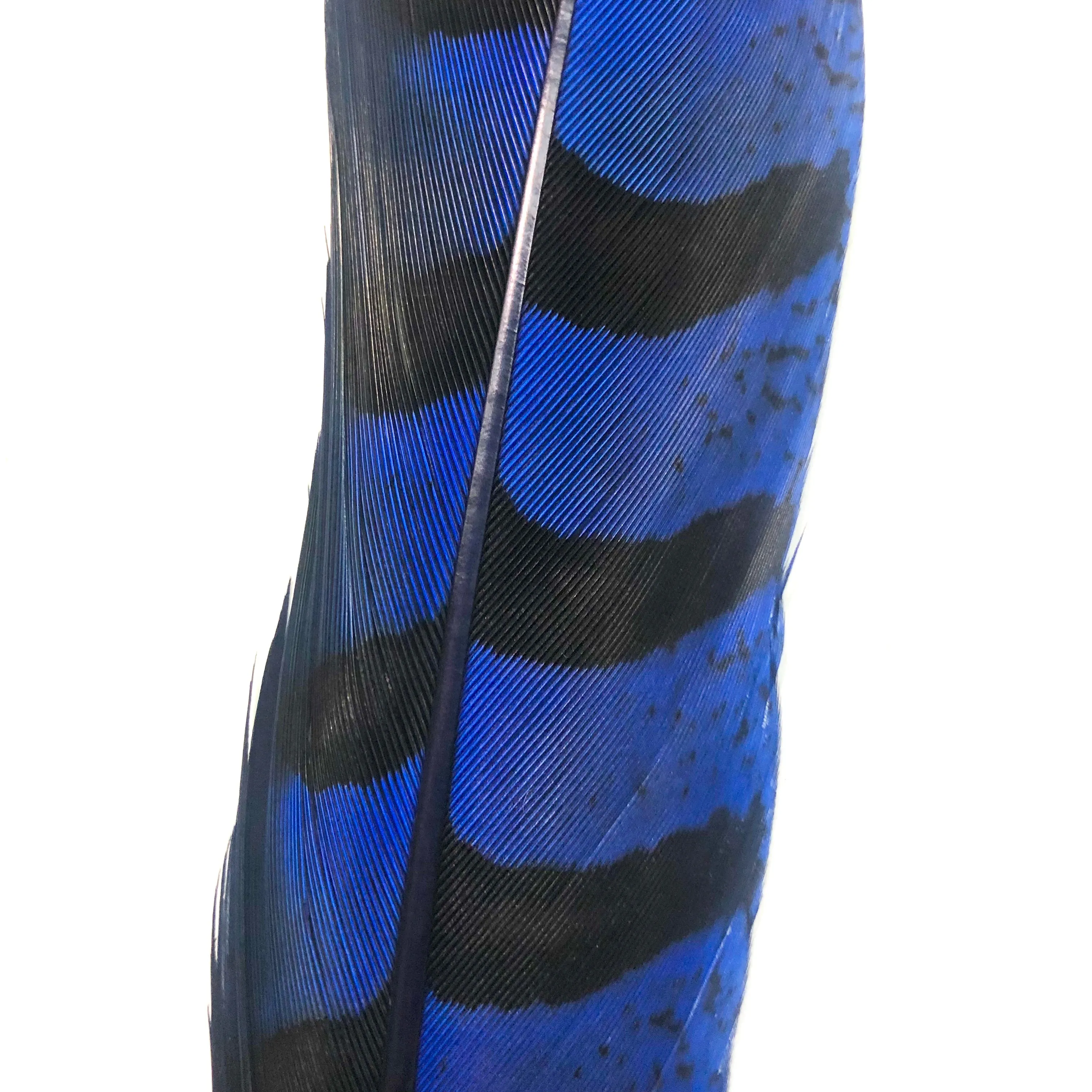 12" to 14" Reeves Pheasant Tail Feather - Royal Blue