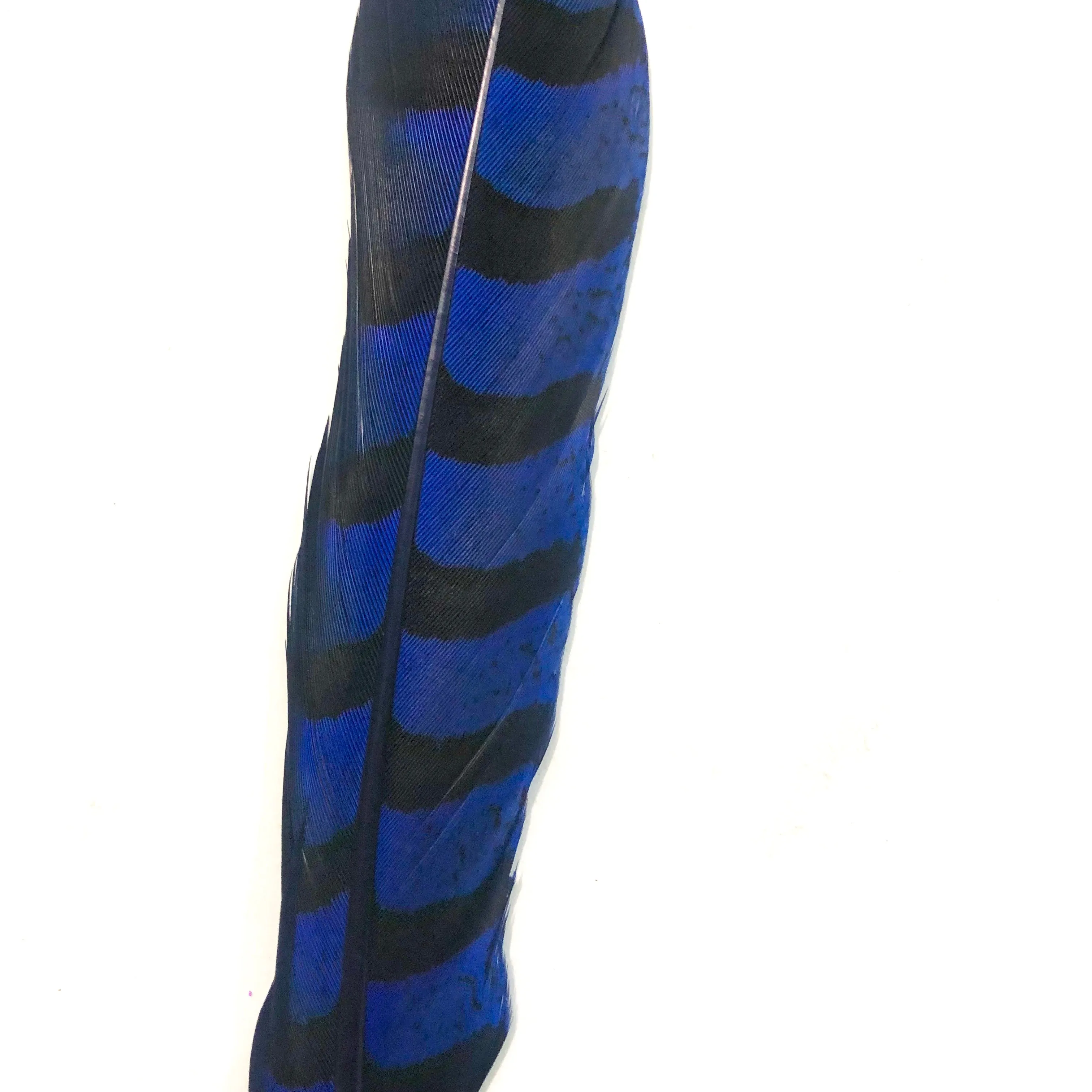 12" to 14" Reeves Pheasant Tail Feather - Royal Blue
