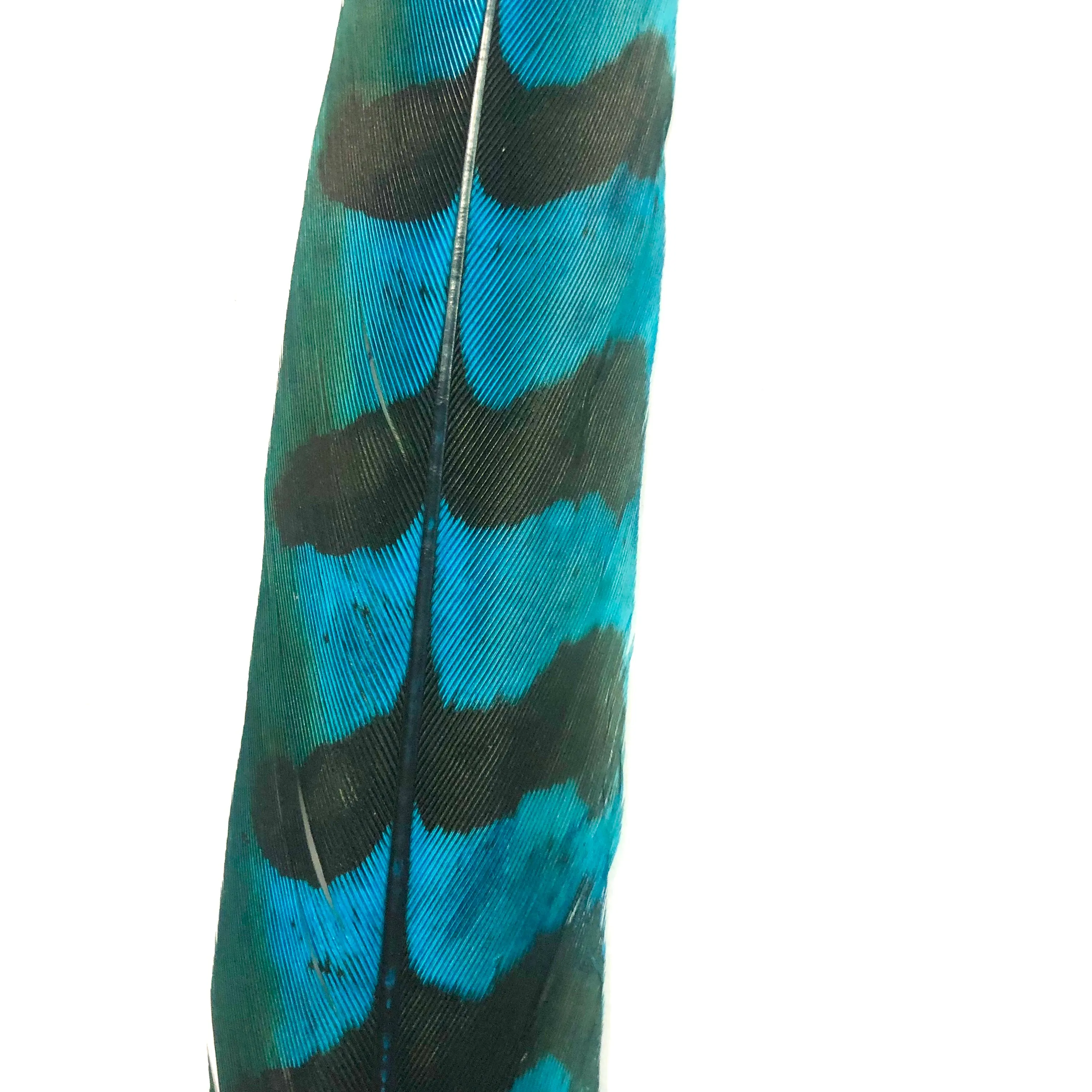 12" to 14" Reeves Pheasant Tail Feather - Turquoise