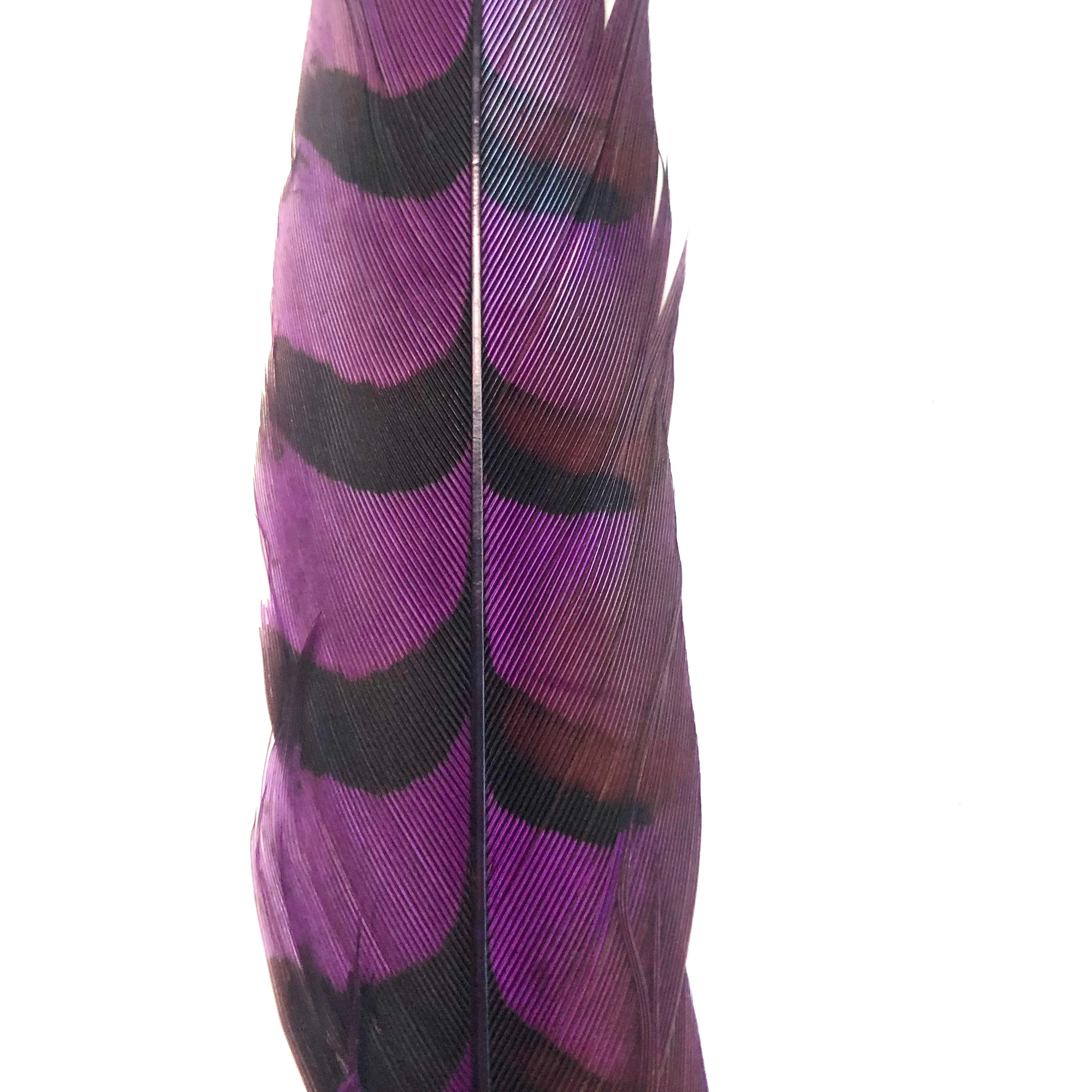 18" to 20" Reeves Pheasant Tail Feather - Eggplant