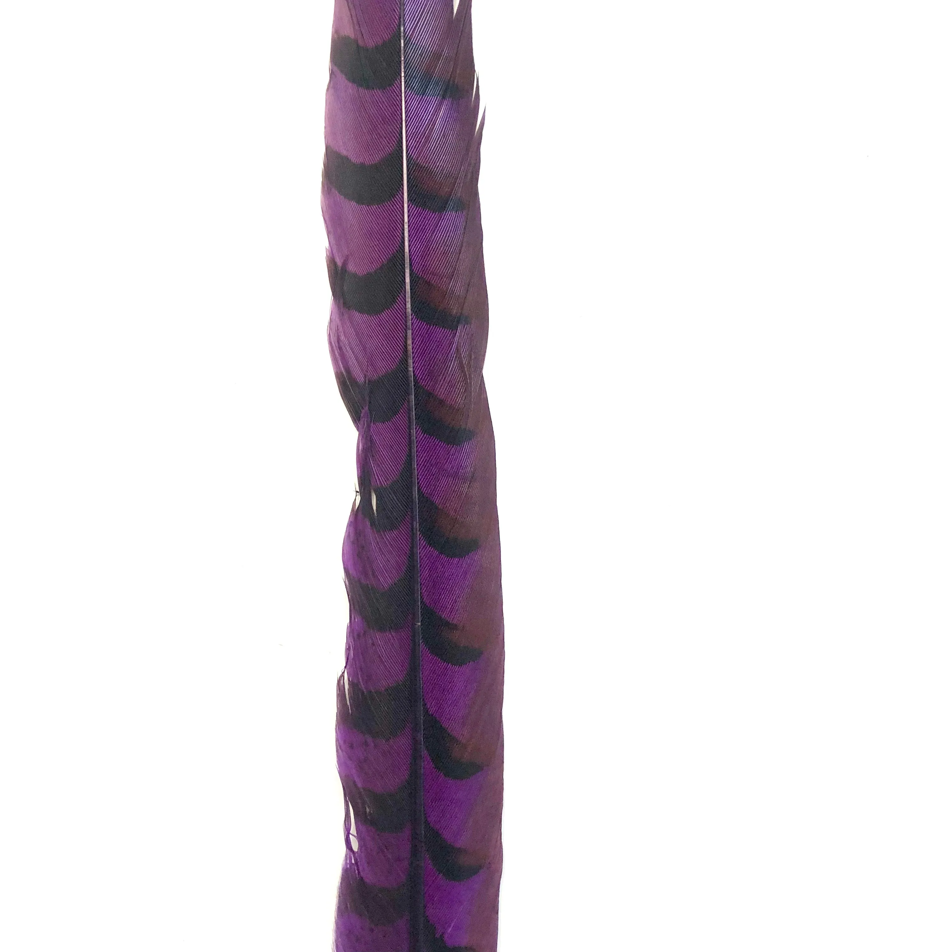 18" to 20" Reeves Pheasant Tail Feather - Eggplant