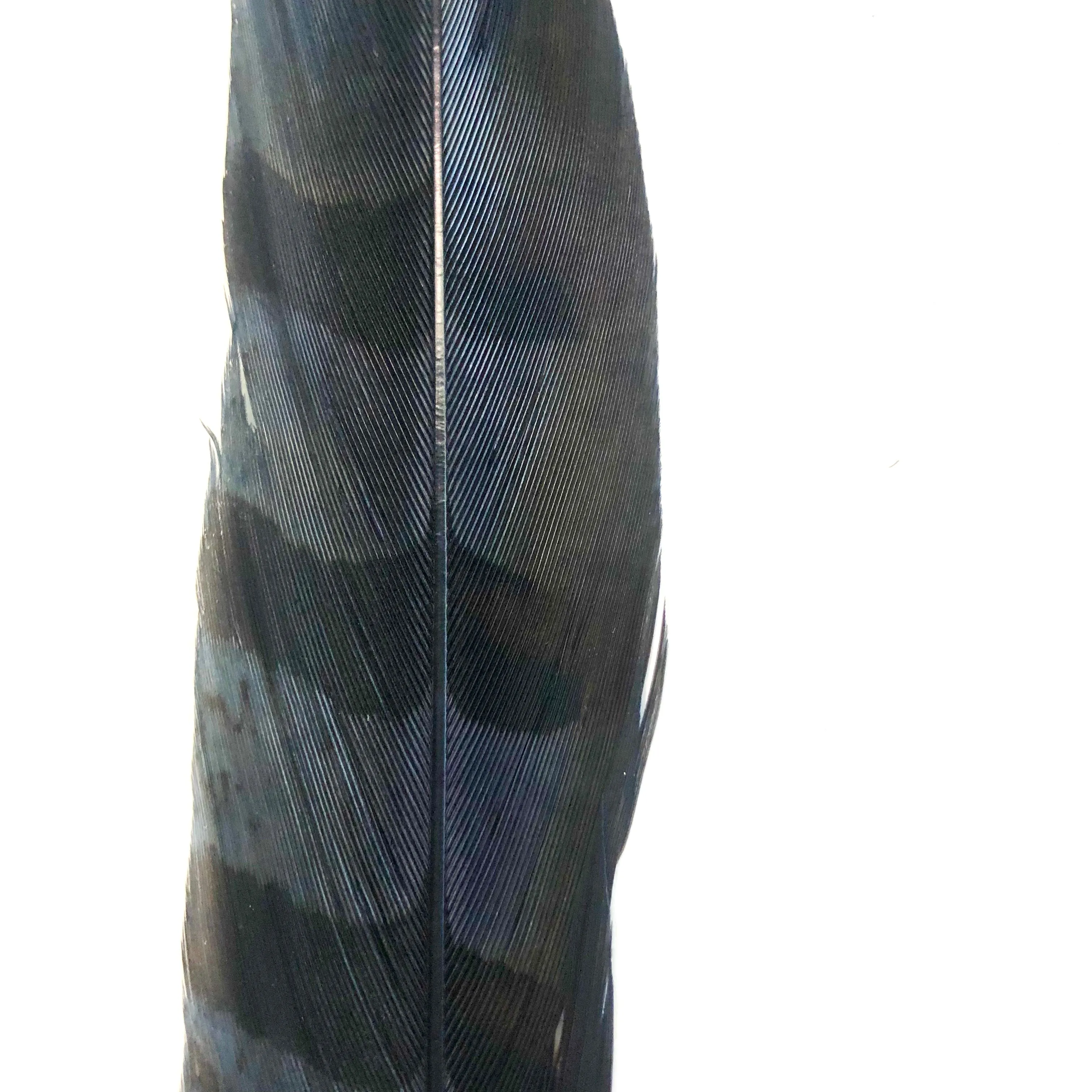 18" to 20" Reeves Pheasant Tail Feather - Navy ((SECONDS))