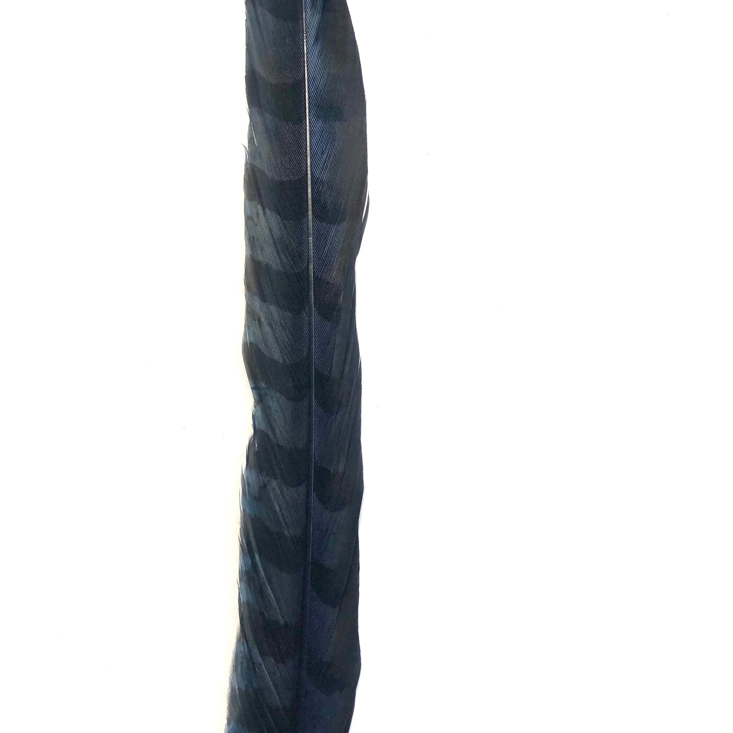 18" to 20" Reeves Pheasant Tail Feather - Navy ((SECONDS))