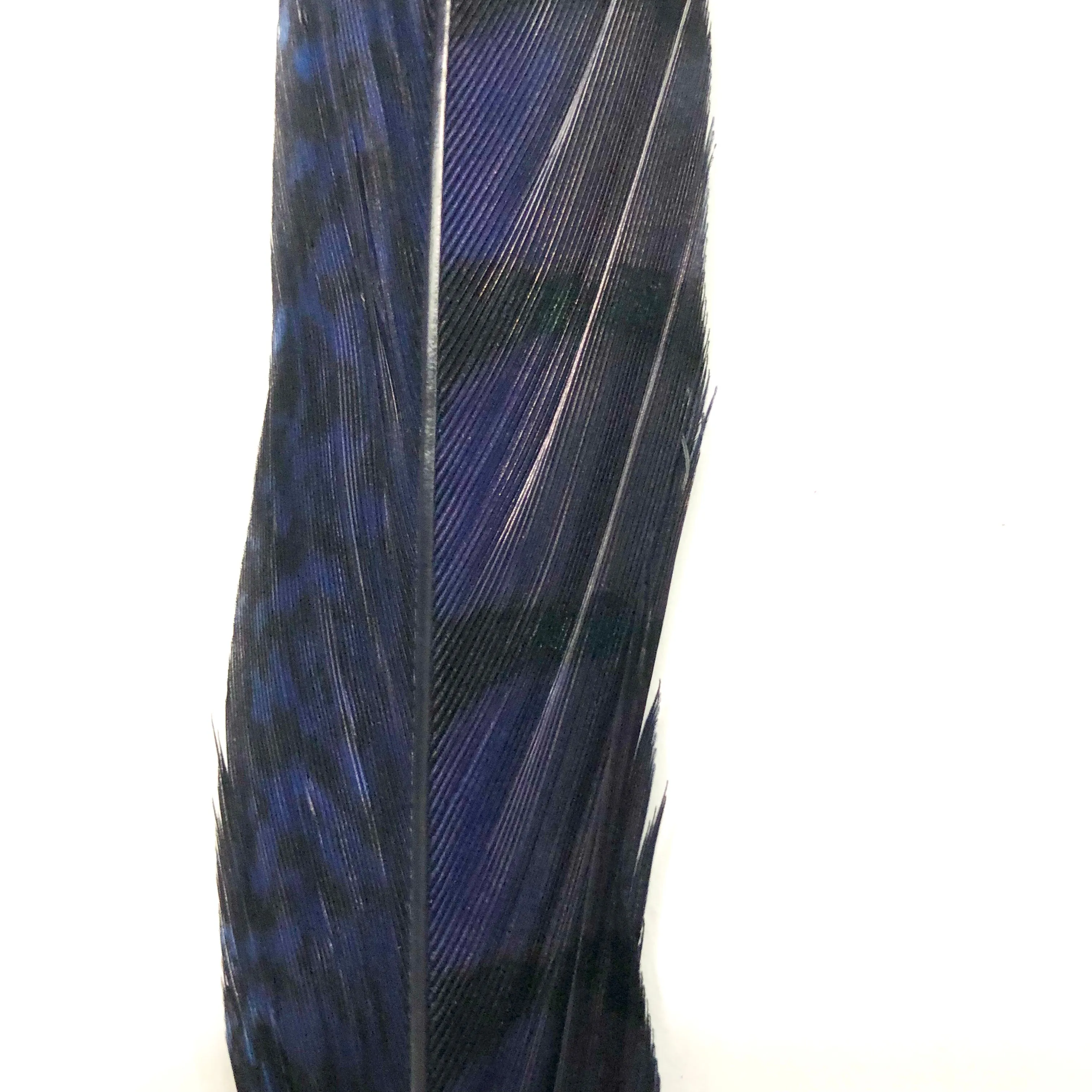 20" to 30" Lady Amherst Pheasant Side Tail Feather - Navy Blue ((SECONDS))