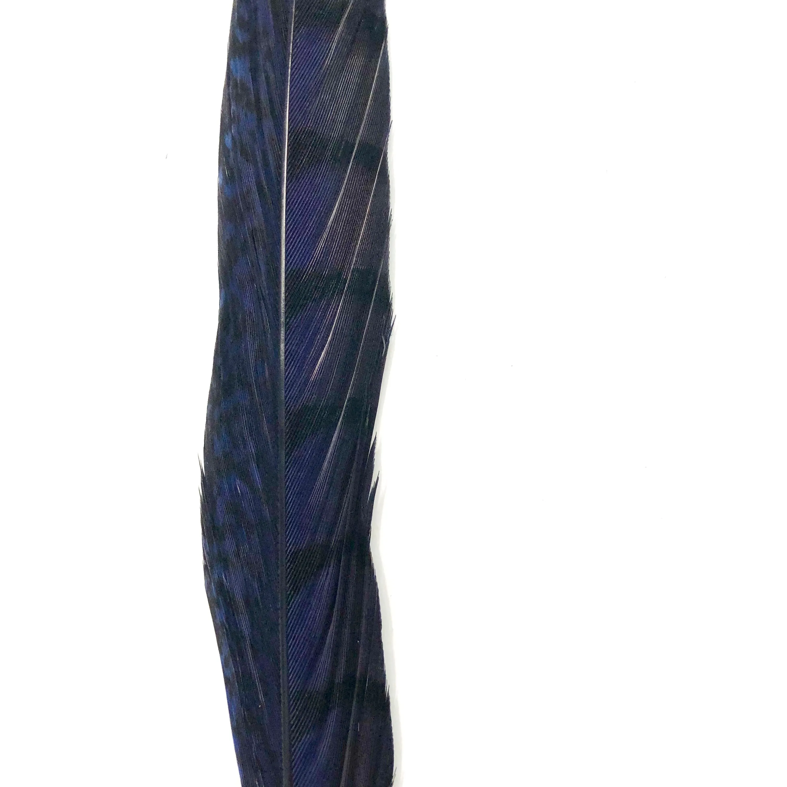 20" to 30" Lady Amherst Pheasant Side Tail Feather - Navy Blue ((SECONDS))