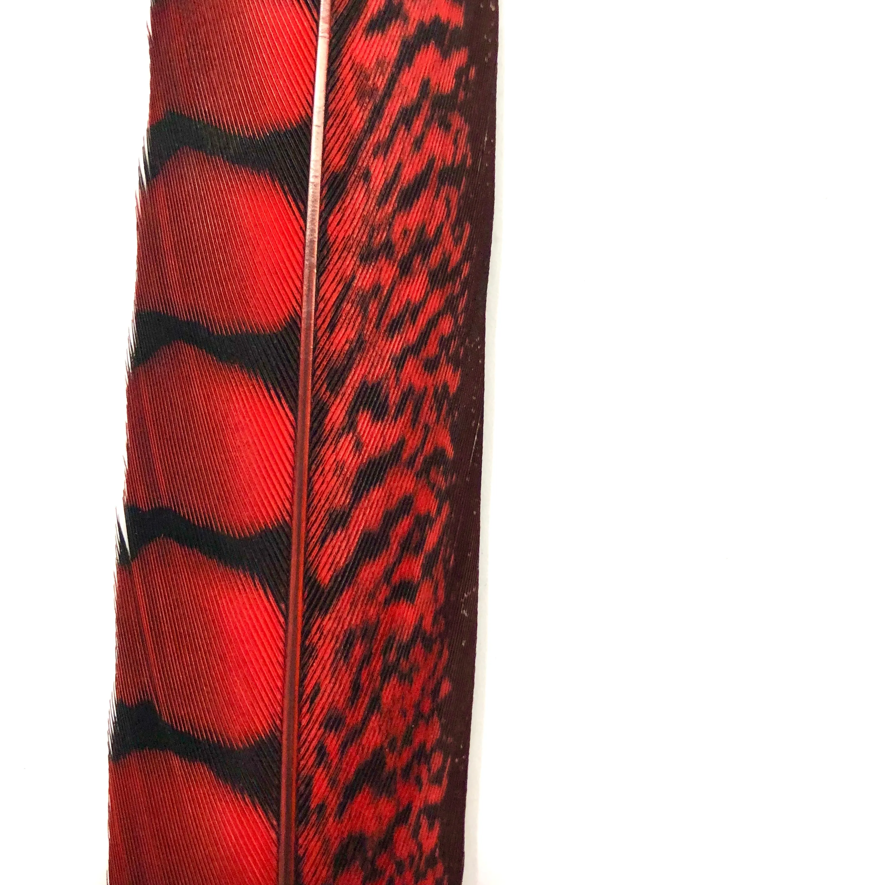 20" to 30" Lady Amherst Pheasant Side Tail Feather - Red ((SECONDS))