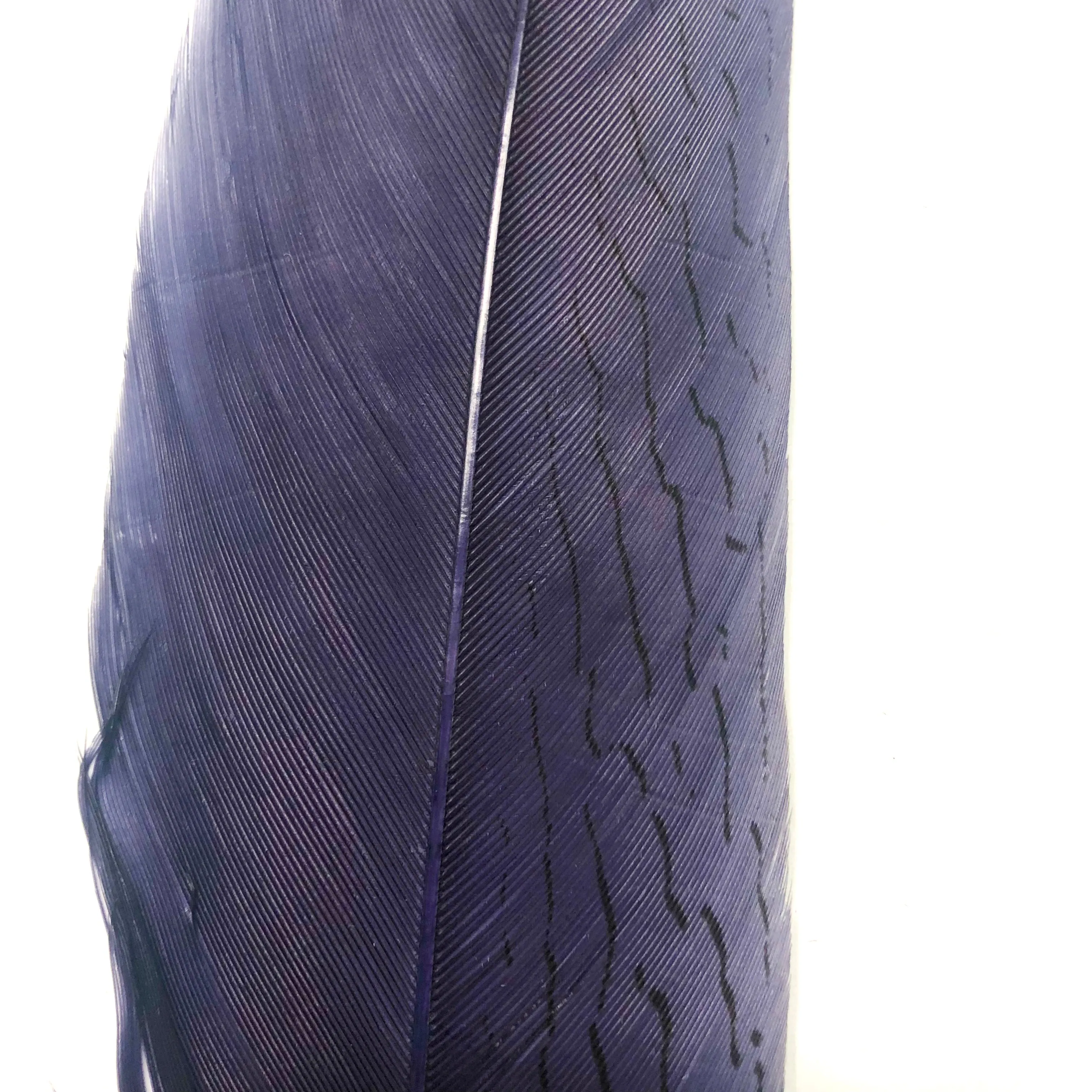 20" To 30" Silver Pheasant Tail Feather - Dusty Navy Blue ((SECONDS))