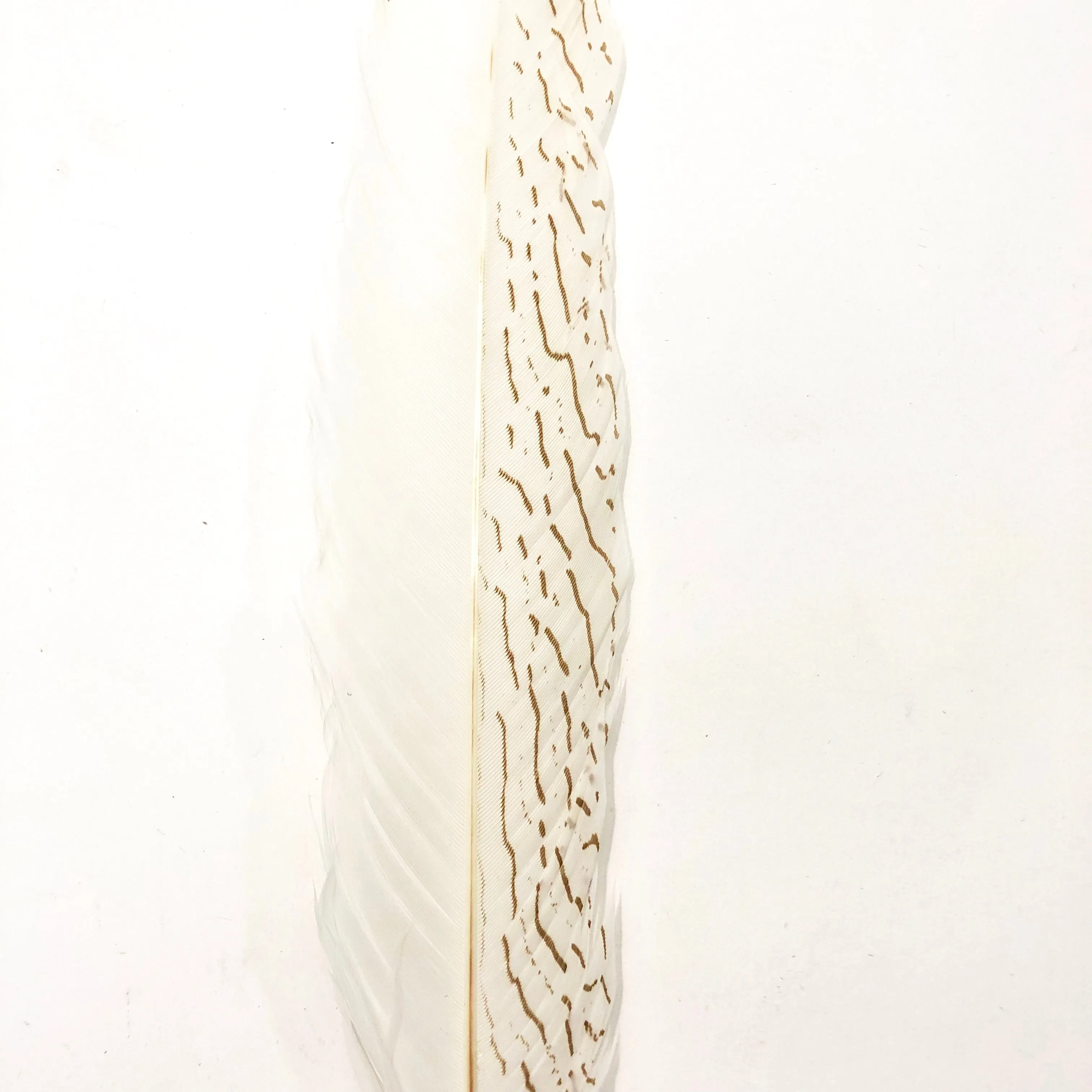 20" To 30" Silver Pheasant Tail Feather - Natural ((SECONDS))