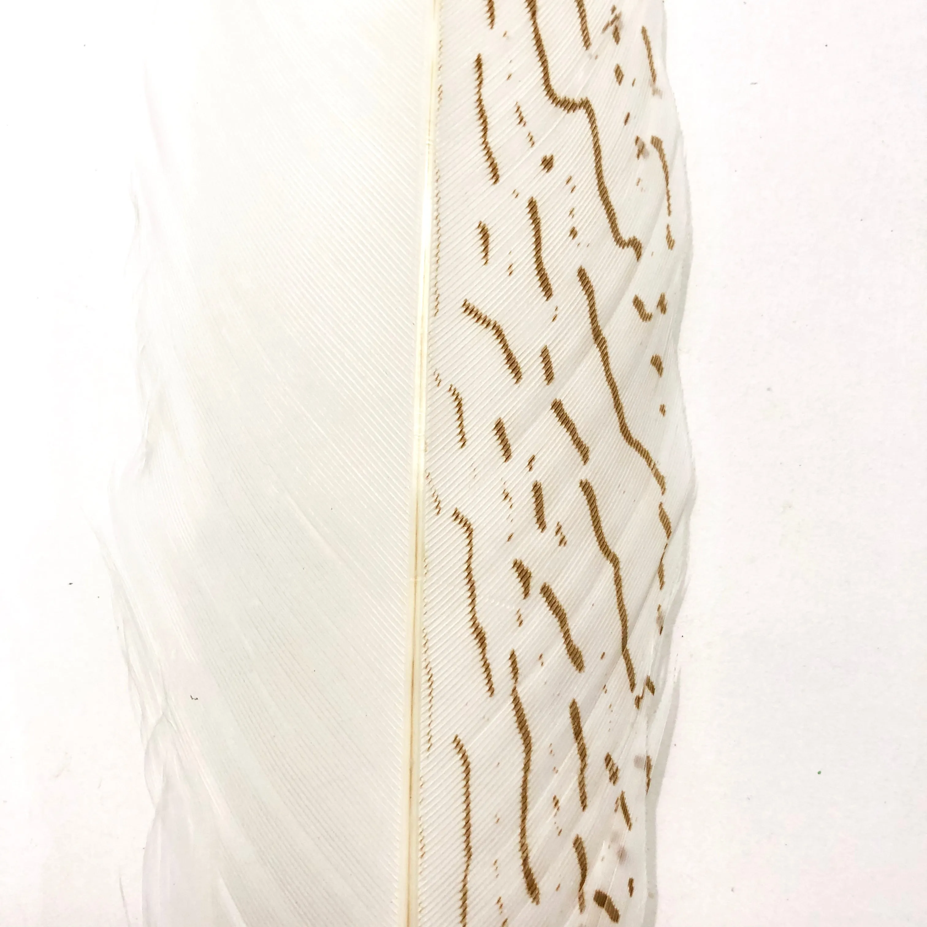 20" To 30" Silver Pheasant Tail Feather - Natural ((SECONDS))