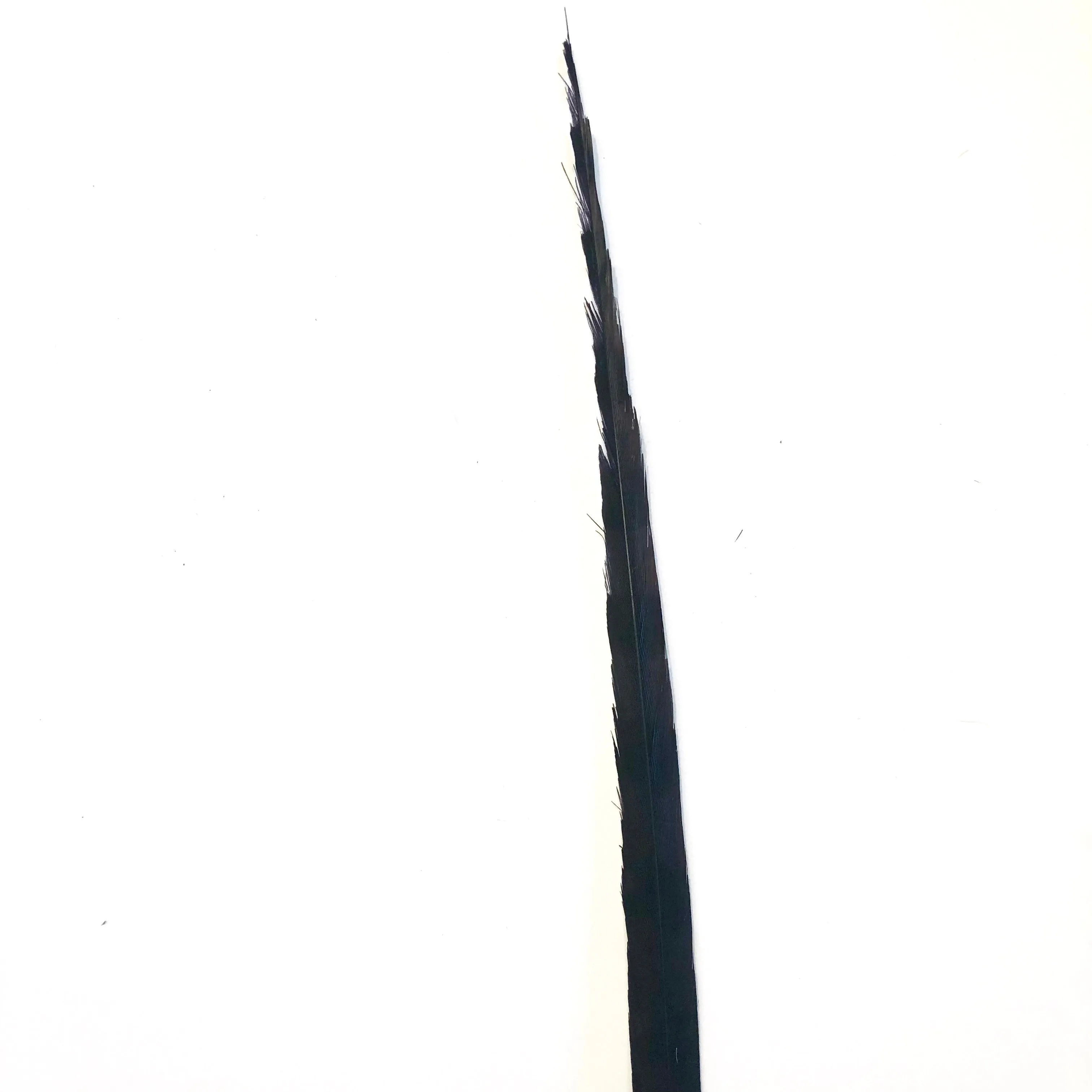 50" to 55" Reeves Pheasant Tail Feather - Chocolate Brown