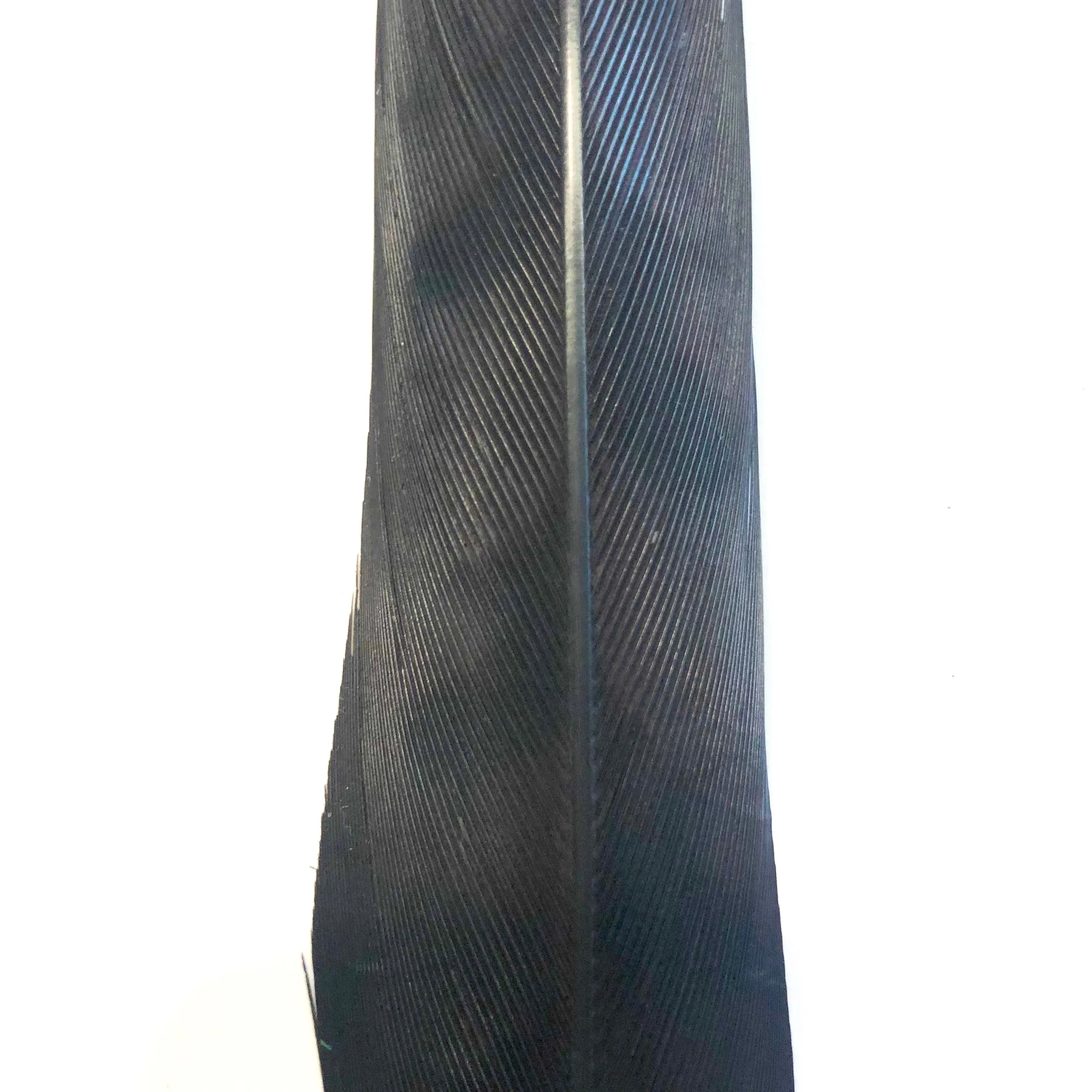 50" to 55" Reeves Pheasant Tail Feather - Chocolate Brown