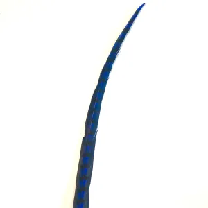 50" to 55" Reeves Pheasant Tail Feather - Royal