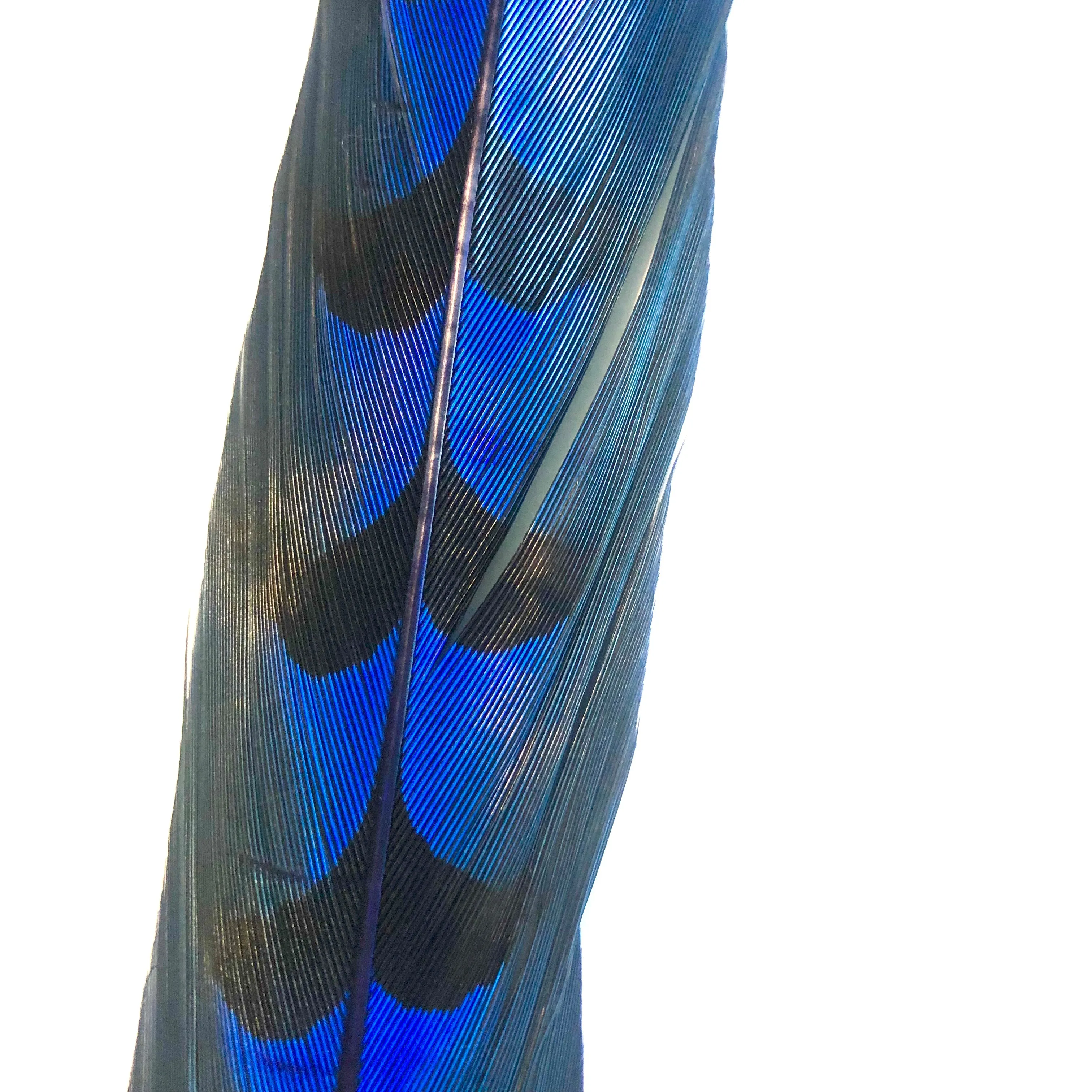 50" to 55" Reeves Pheasant Tail Feather - Royal