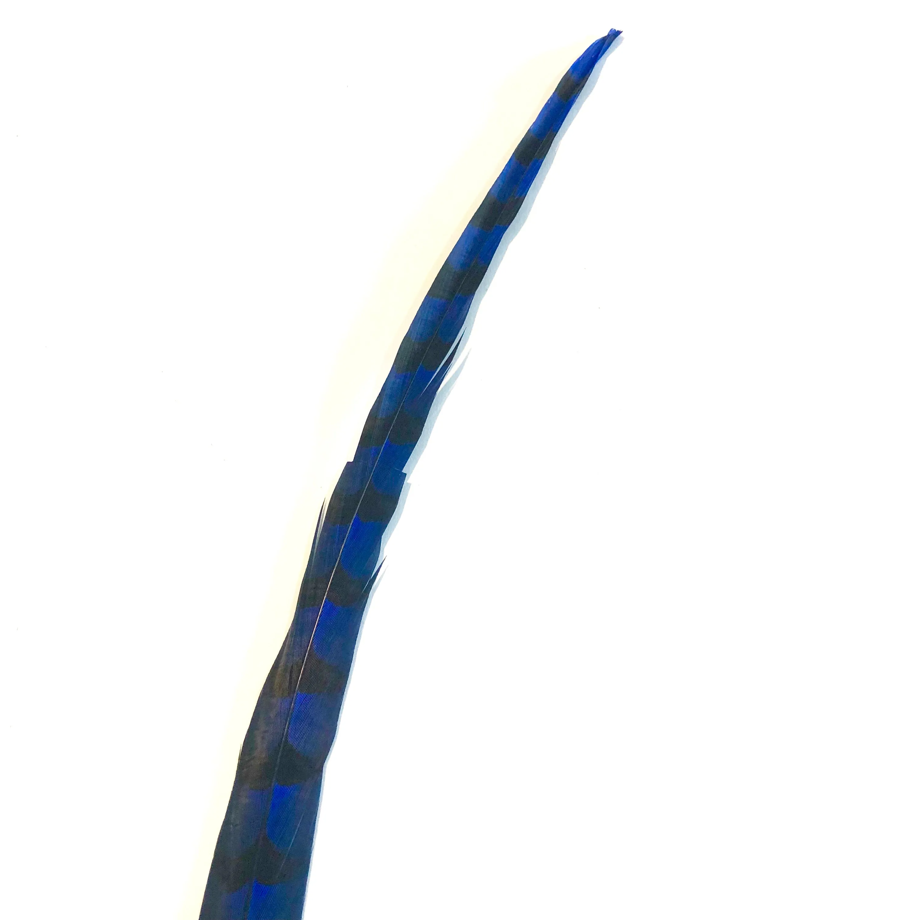 50" to 55" Reeves Pheasant Tail Feather - Royal