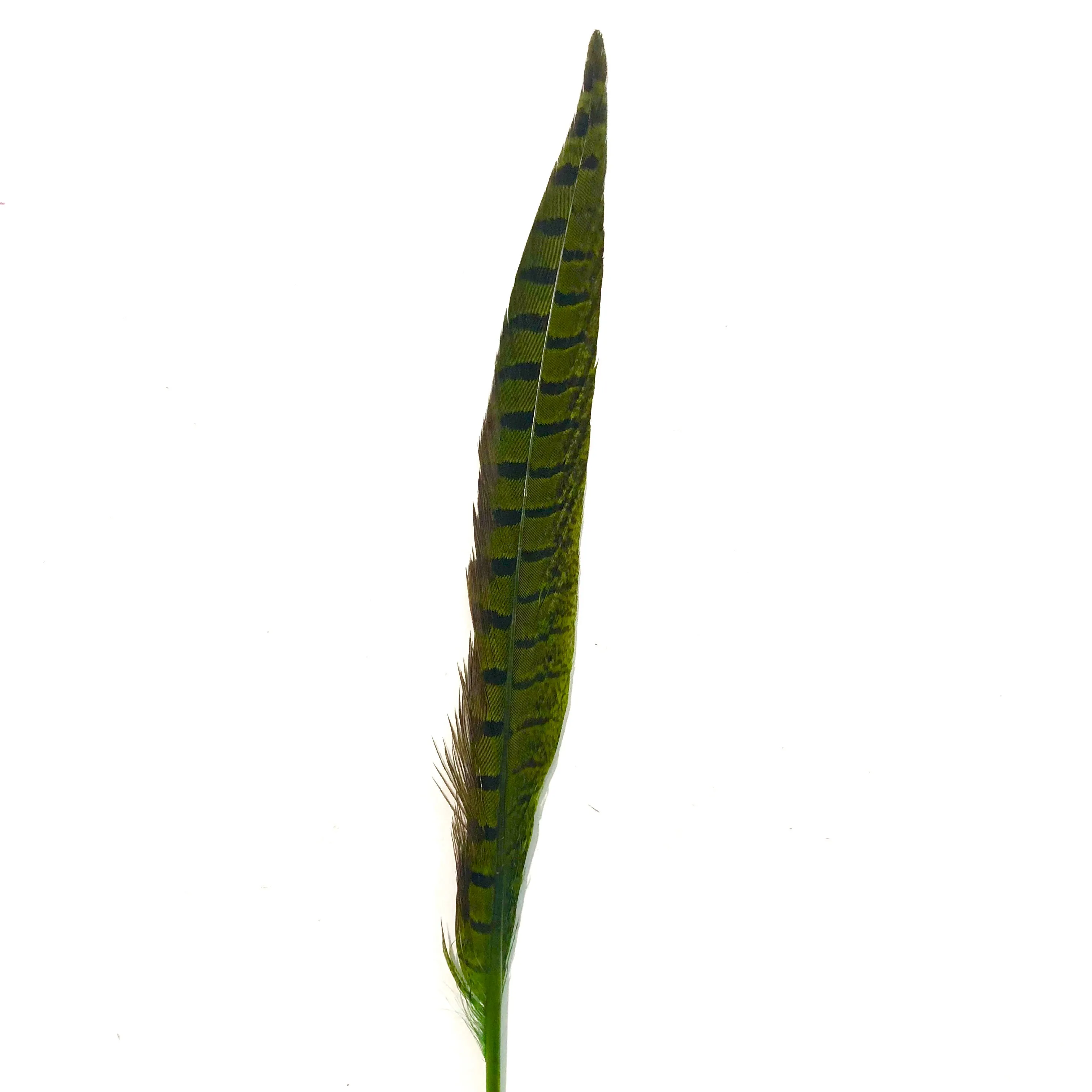 6" to 10" Ringneck Pheasant Tail Feather x 10 pcs - Lime Green