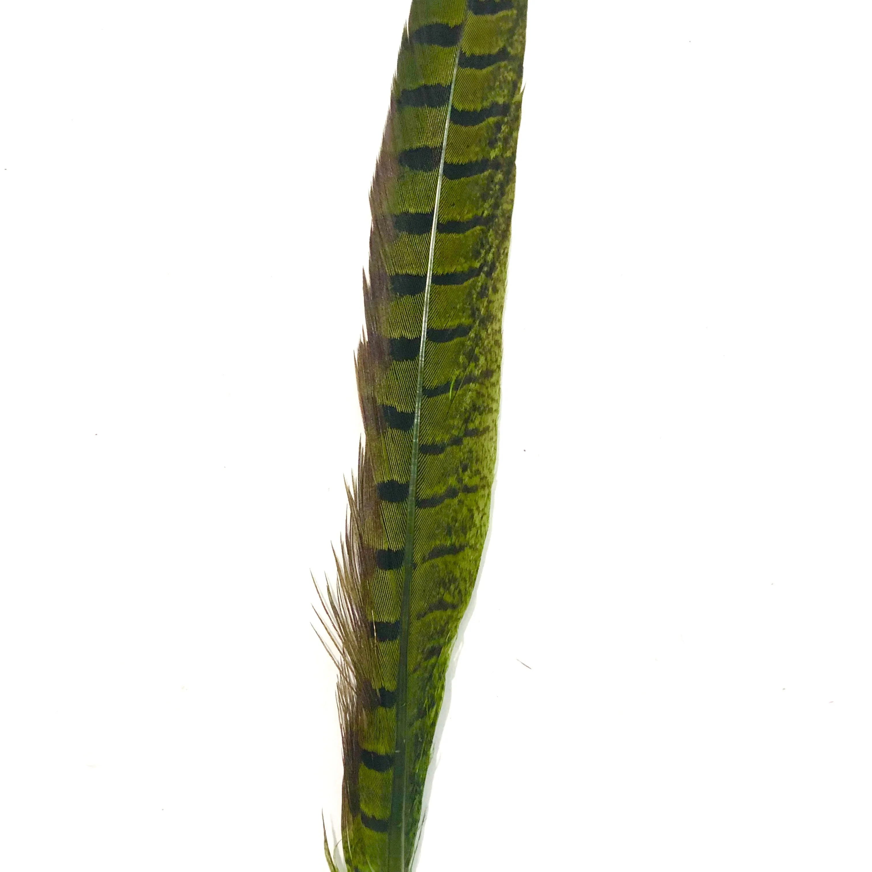 6" to 10" Ringneck Pheasant Tail Feather x 10 pcs - Lime Green