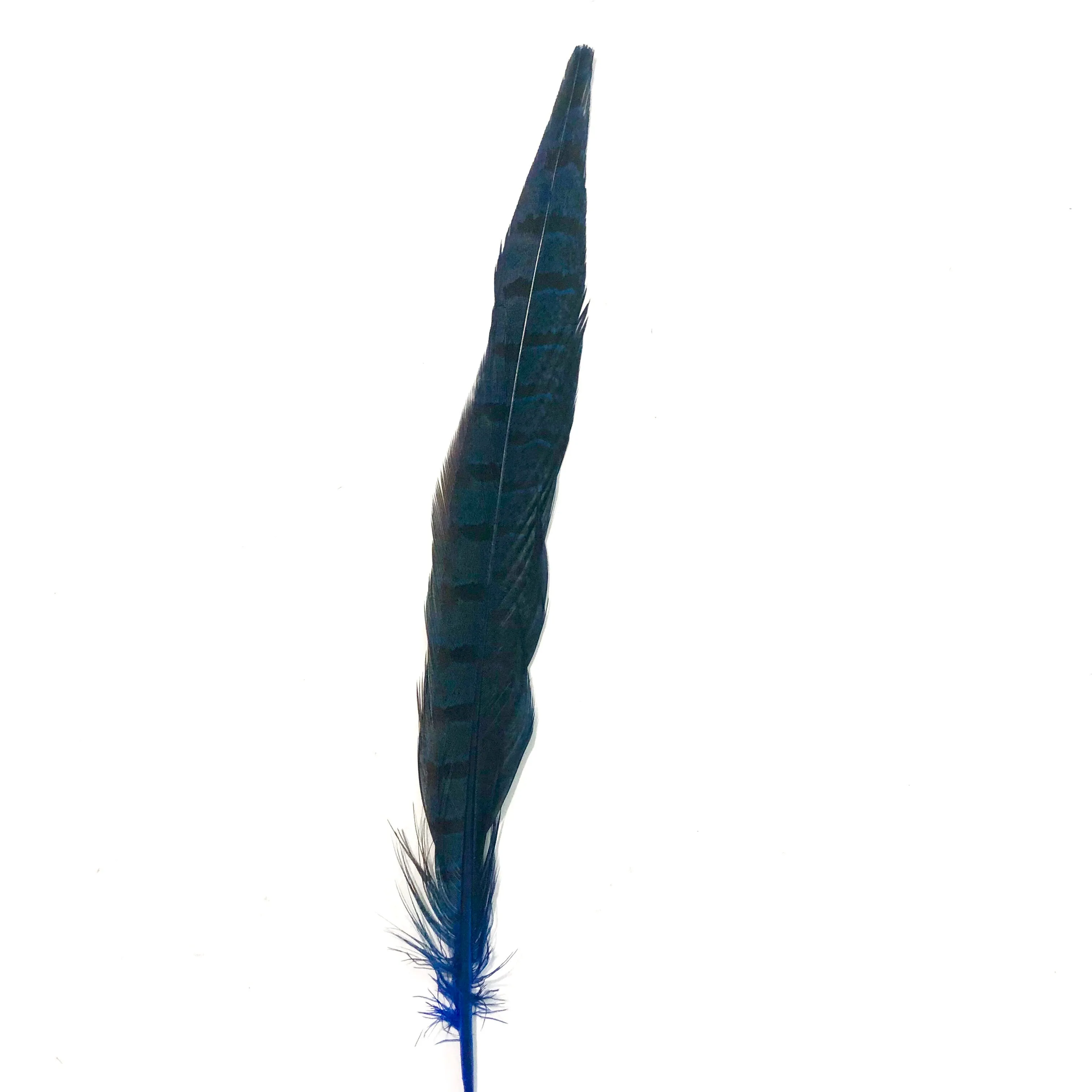 6" to 10" Ringneck Pheasant Tail Feather x 10 pcs - Royal Blue