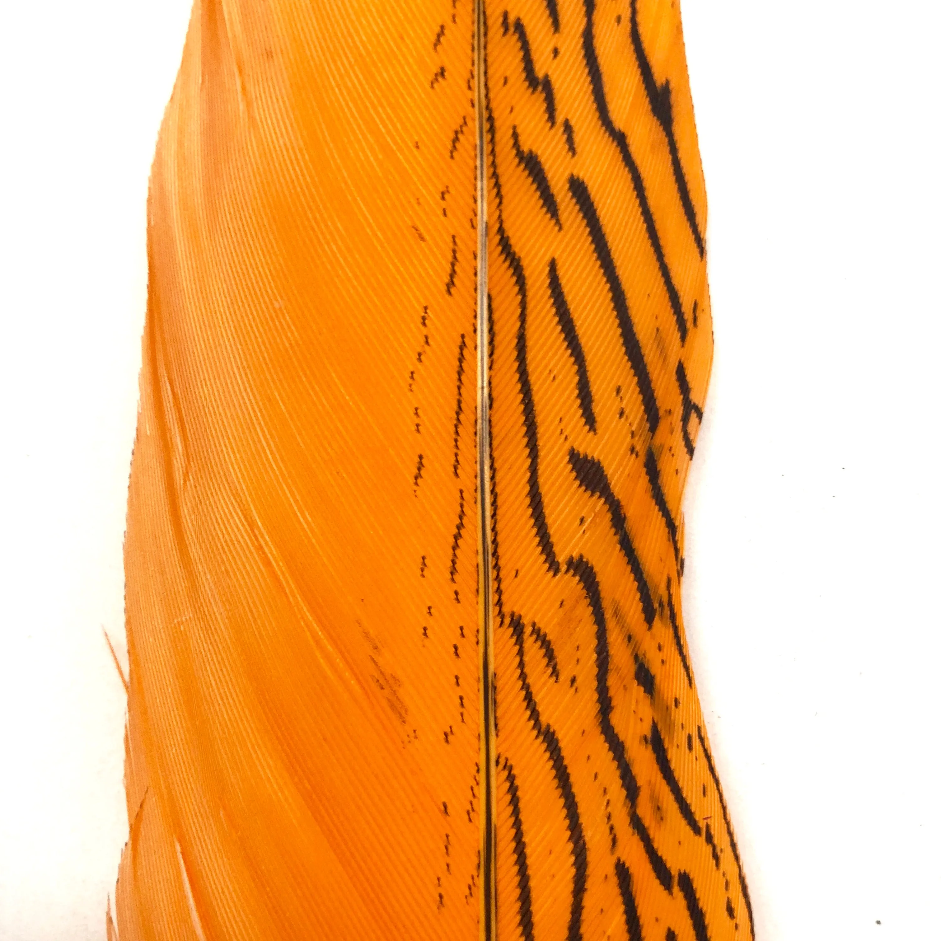 6" to 10" Silver Pheasant Tail Feather - Orange