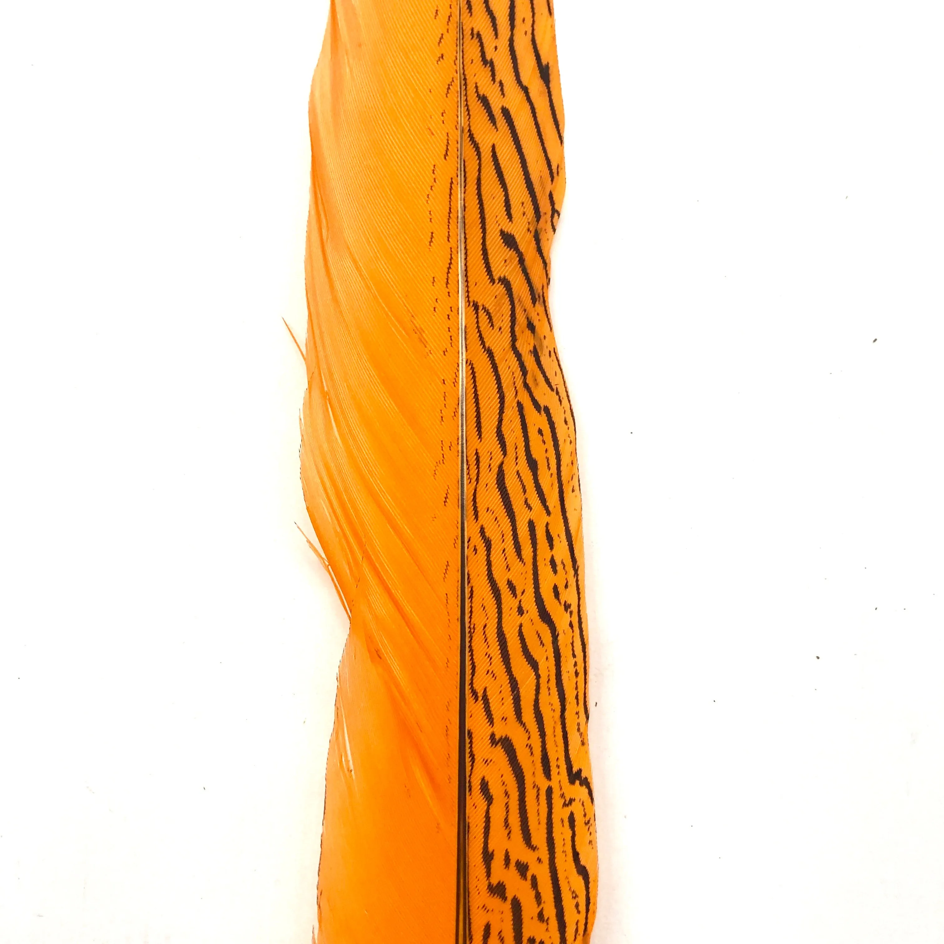 6" to 10" Silver Pheasant Tail Feather - Orange