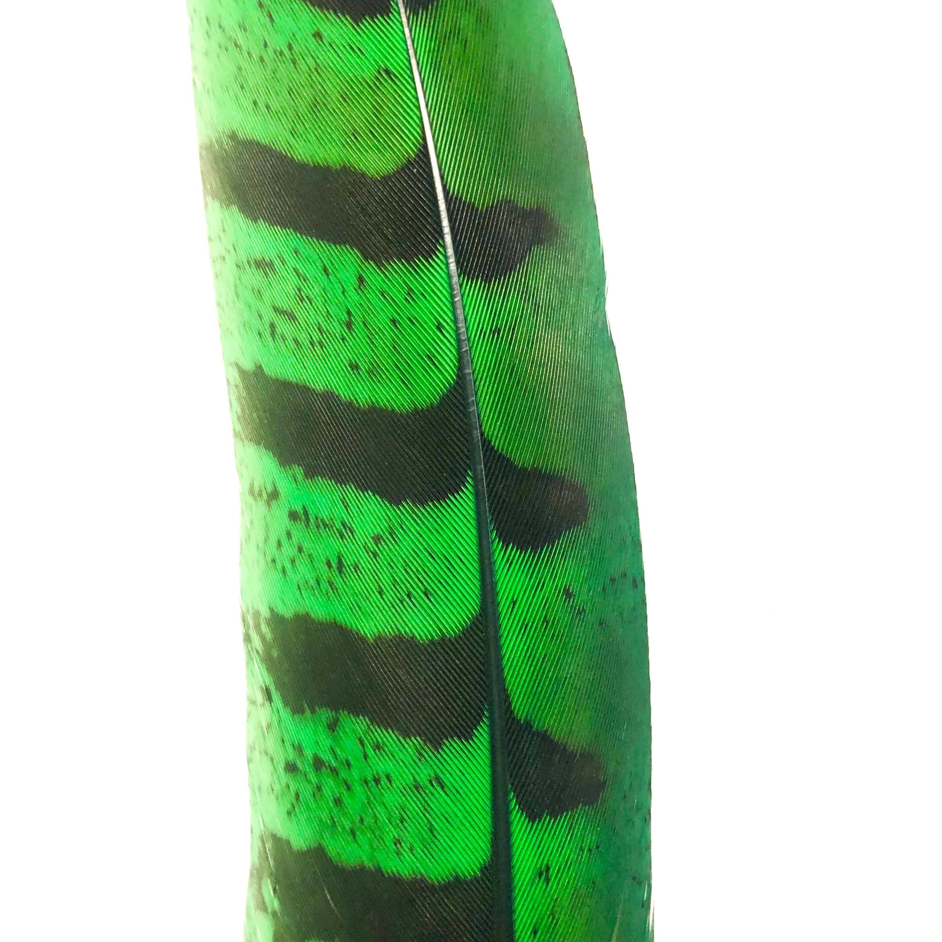 8" to 10" Reeves Pheasant Tail Feather - Green ((SECONDS))
