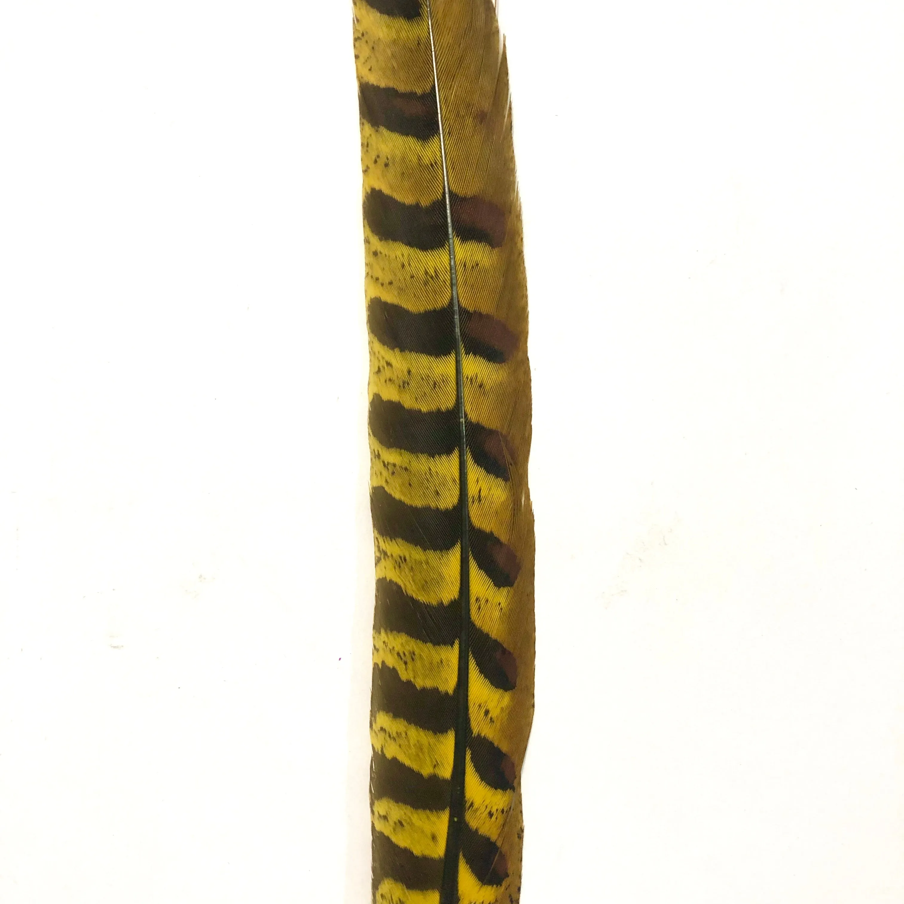 8" to 10" Reeves Pheasant Tail Feather - Yellow
