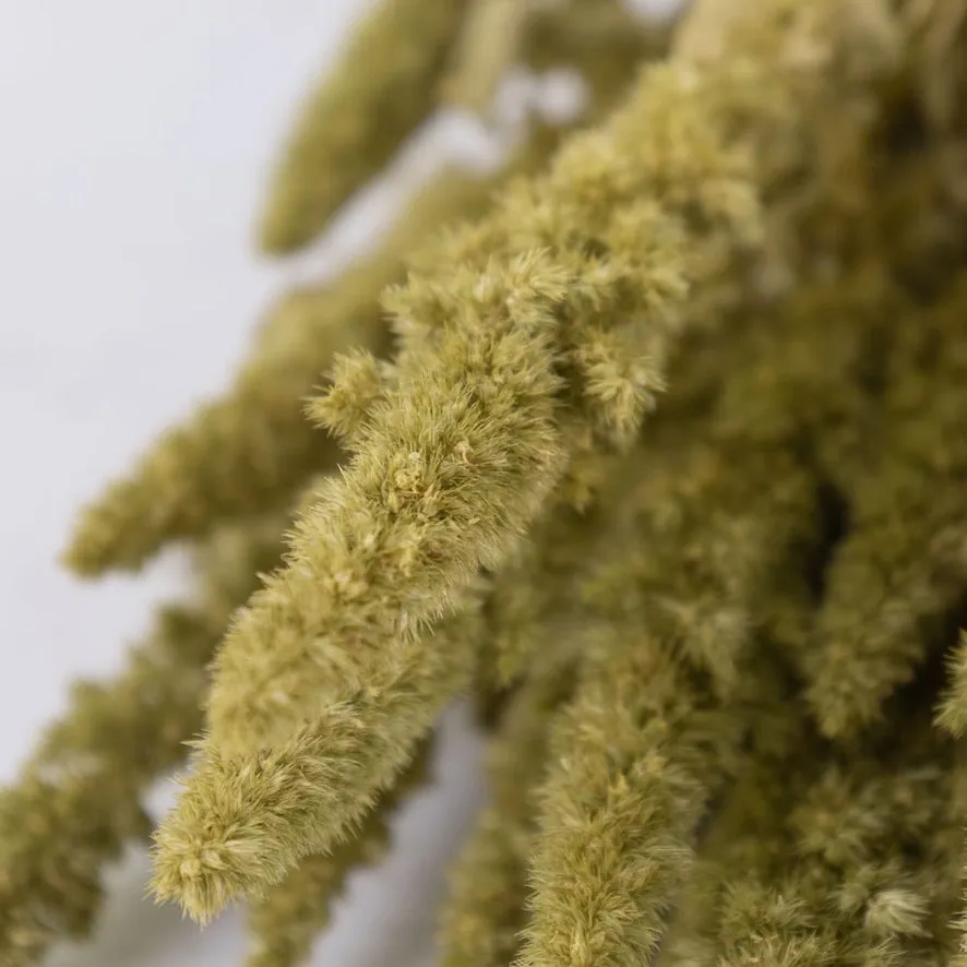 Dried Amaranthus Bunch