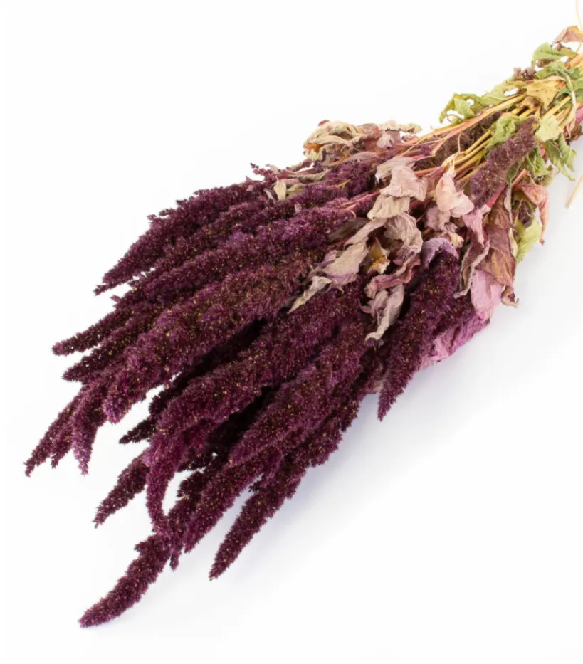 Dried Amaranthus Bunch
