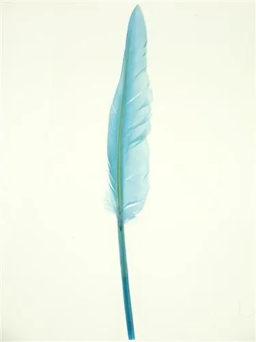 Duck Feather Decorative, 14-inch, 10-count